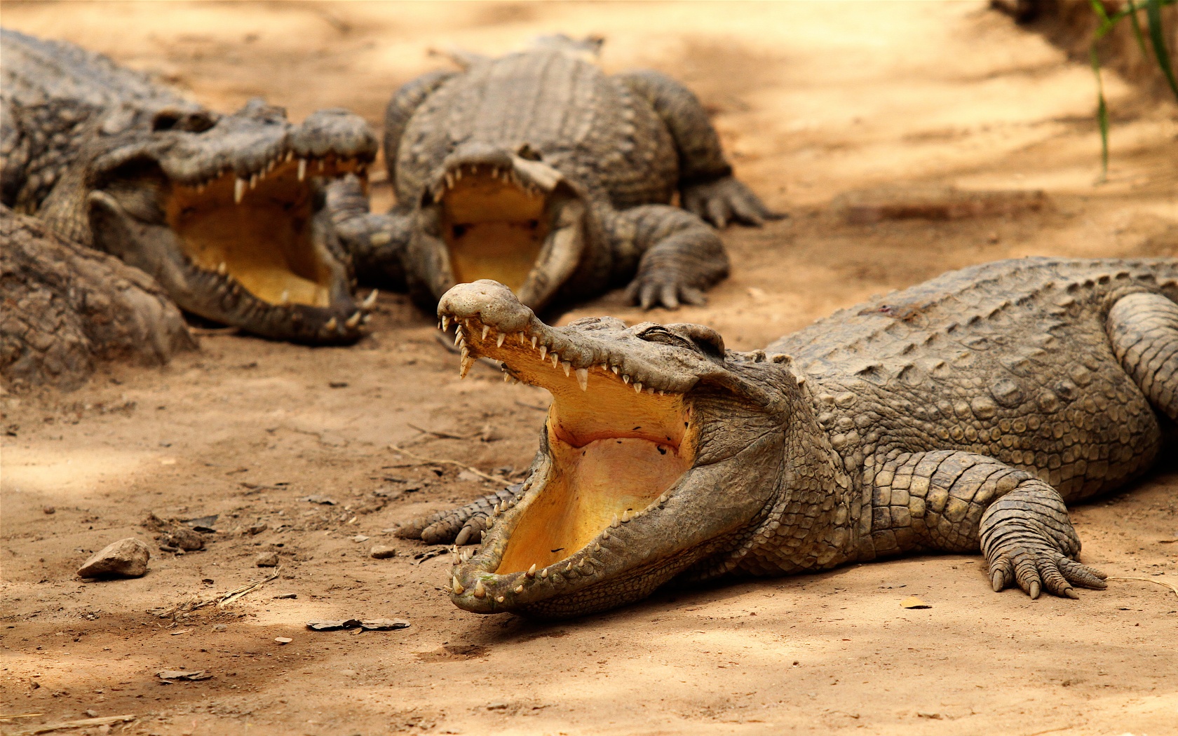 Crocodiles Bask In The Sun