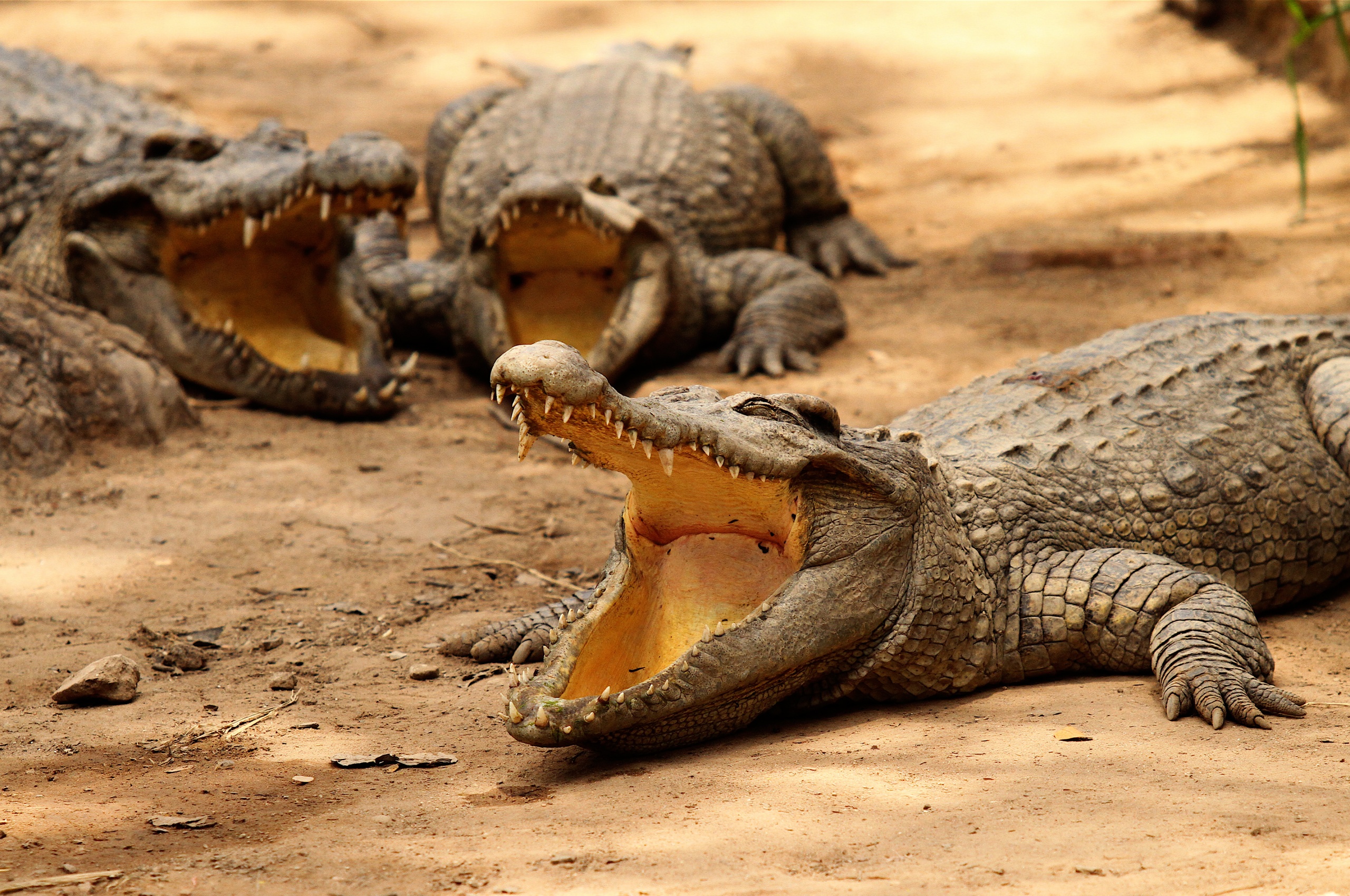 Crocodiles Bask In The Sun