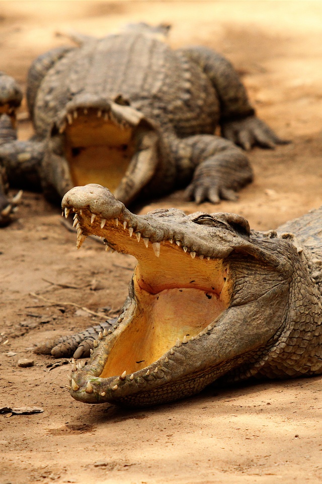 Crocodiles Bask In The Sun