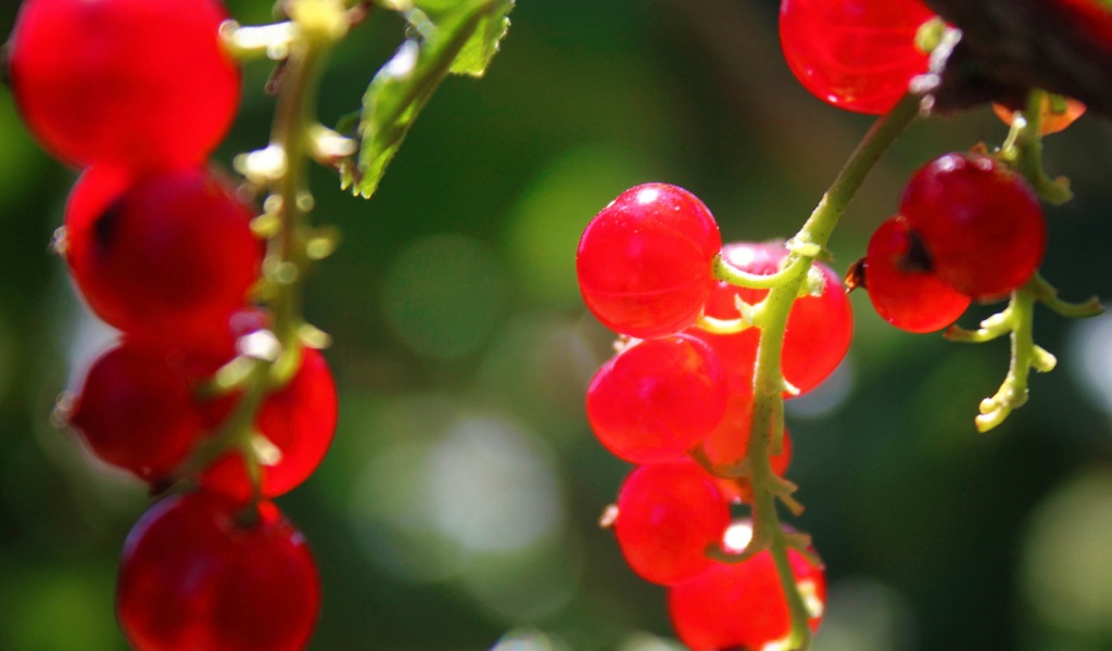 Currants