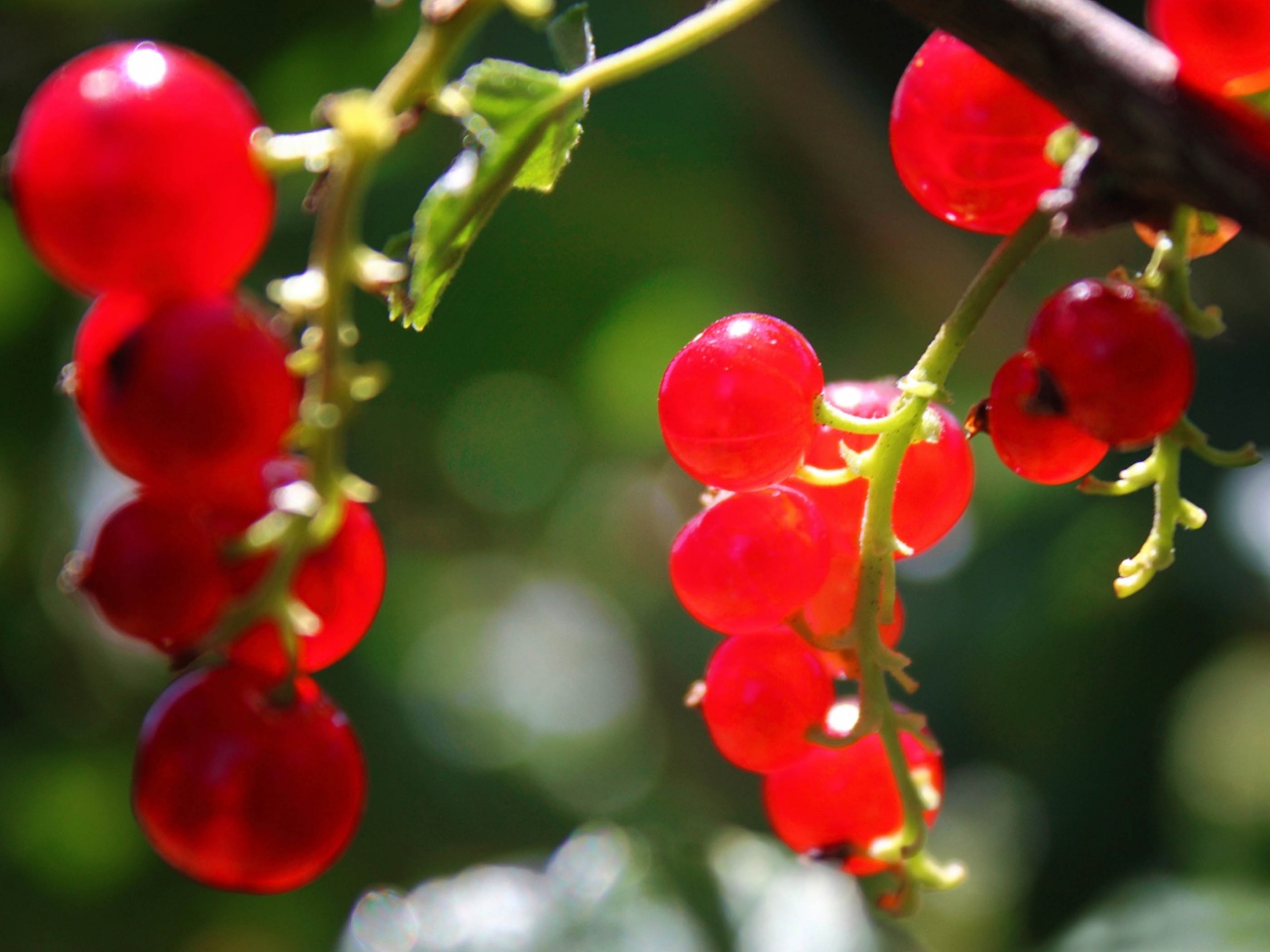 Currants