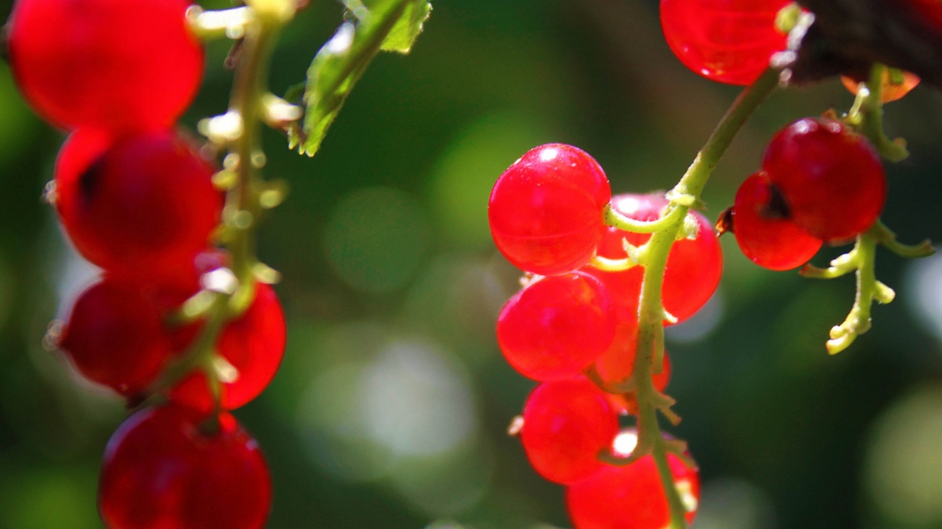 Currants