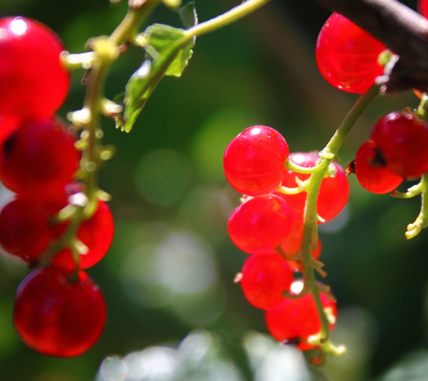 Currants