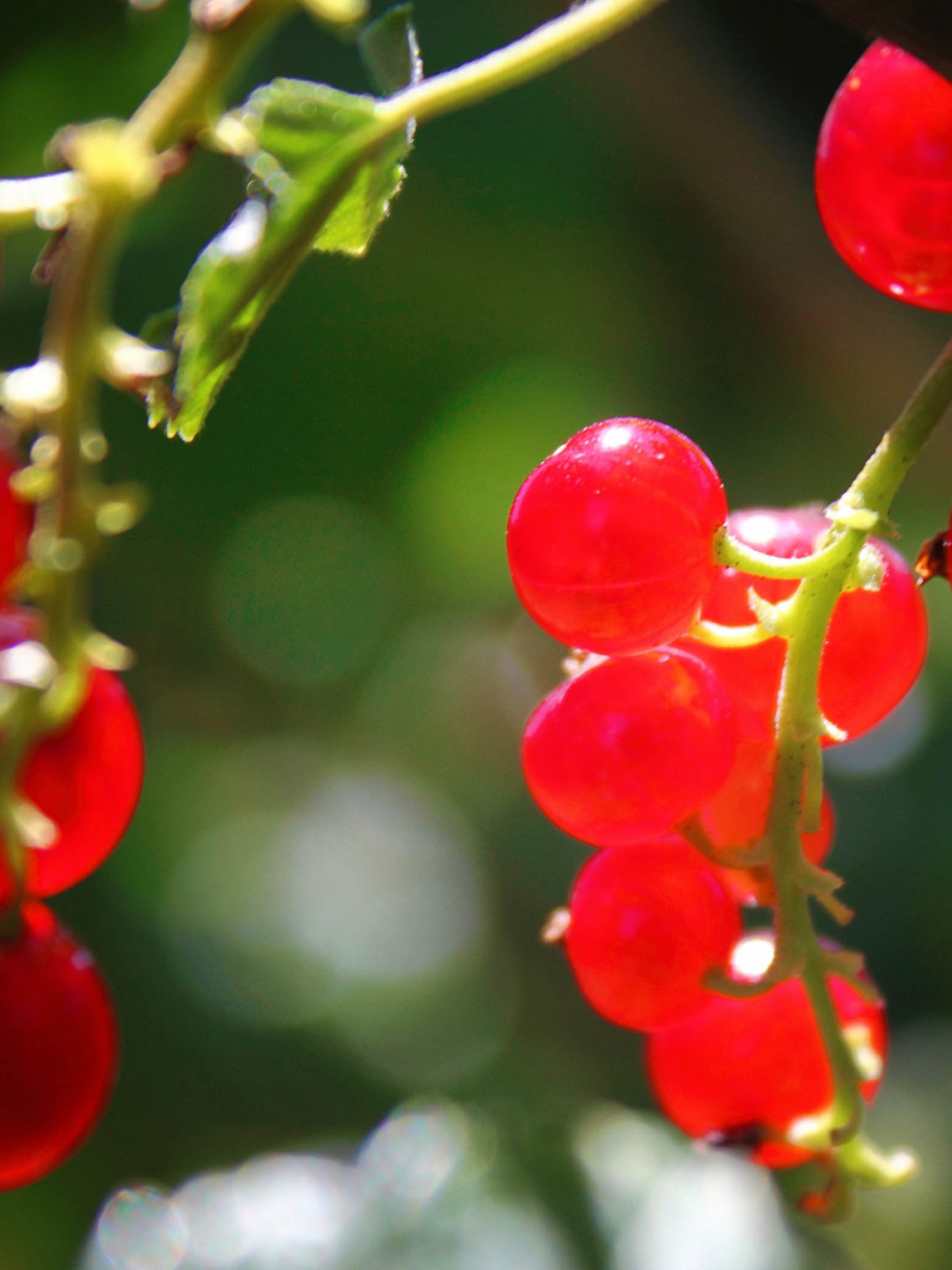 Currants