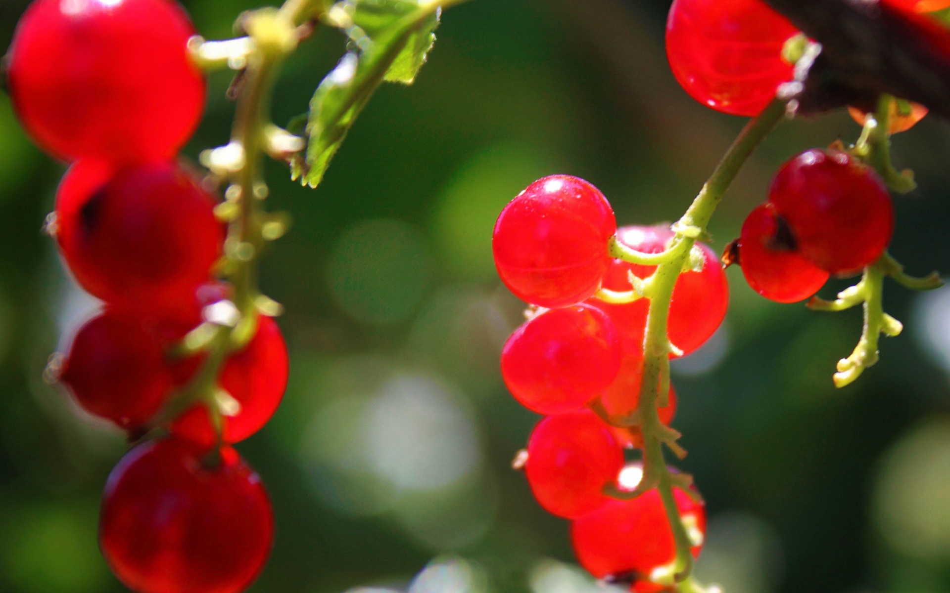 Currants