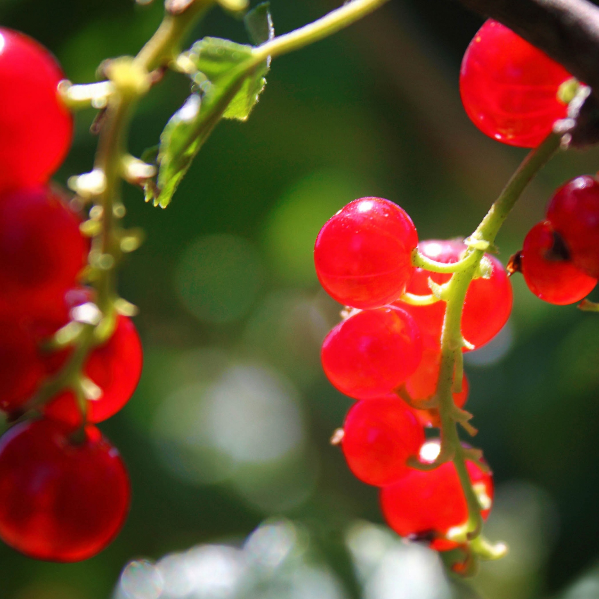 Currants