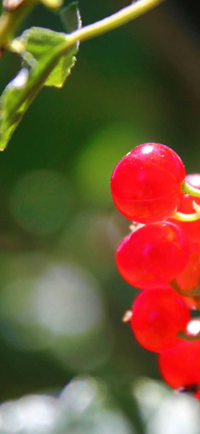 Currants