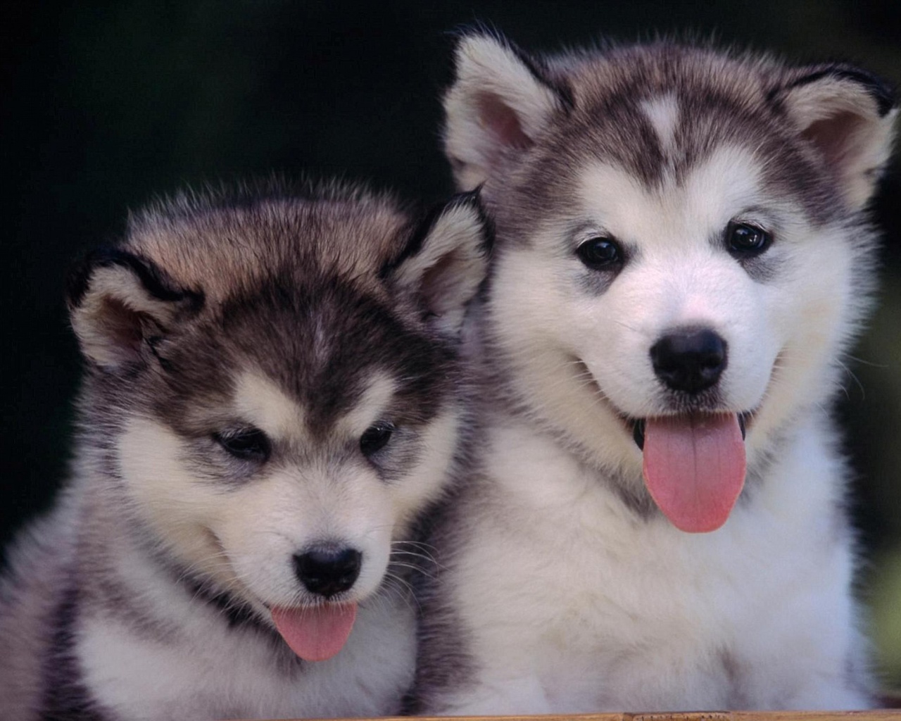 Cute Alaskan Malamute Puppies