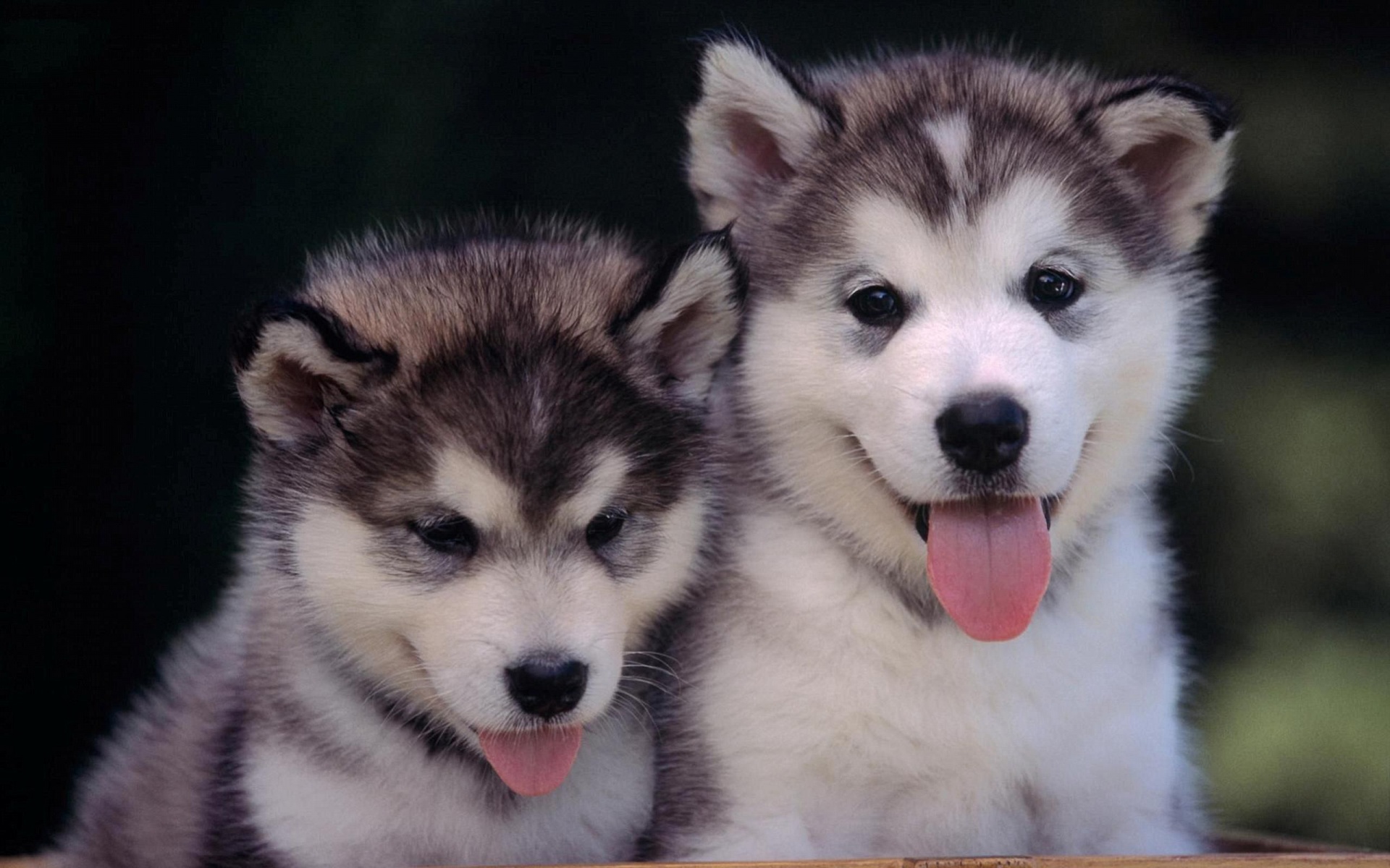 Cute Alaskan Malamute Puppies