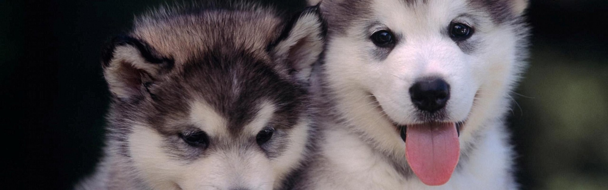 Cute Alaskan Malamute Puppies