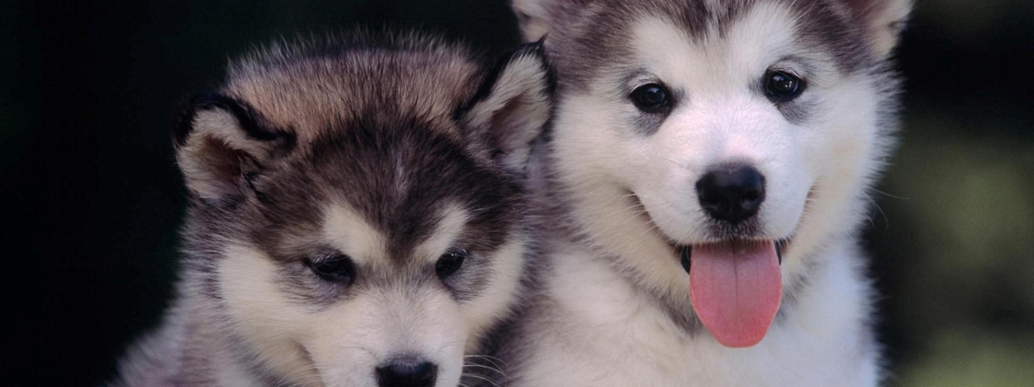 Cute Alaskan Malamute Puppies