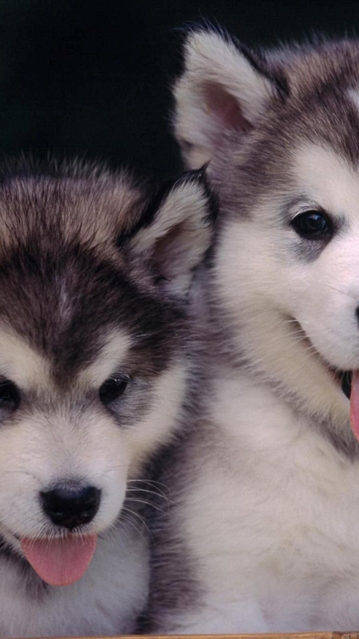 Cute Alaskan Malamute Puppies