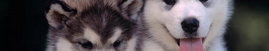 Cute Alaskan Malamute Puppies