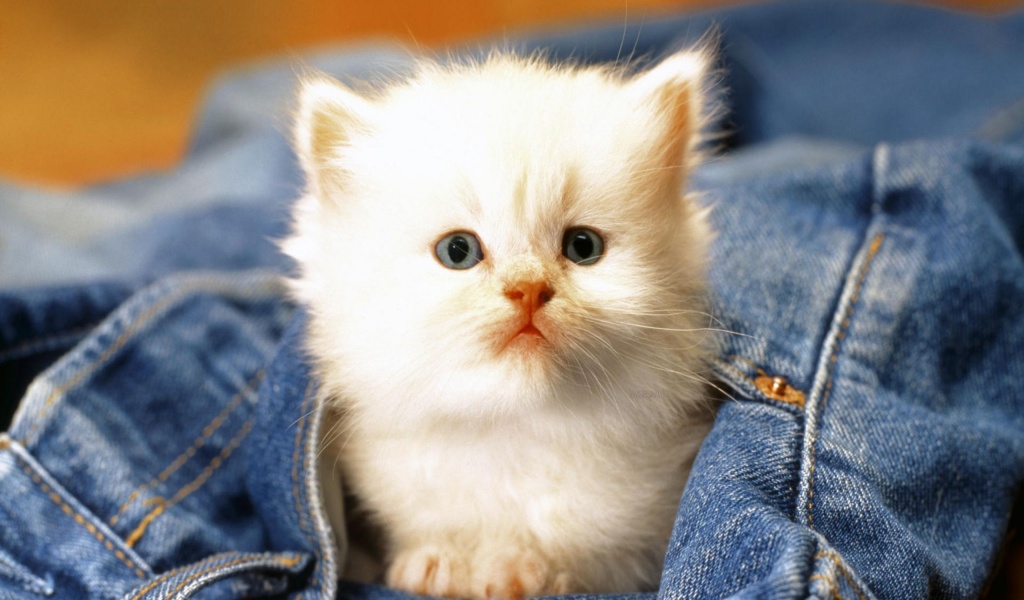 Cute Cat Baby