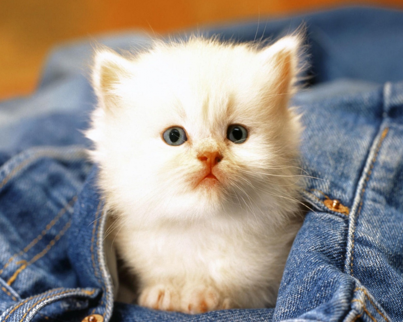 Cute Cat Baby