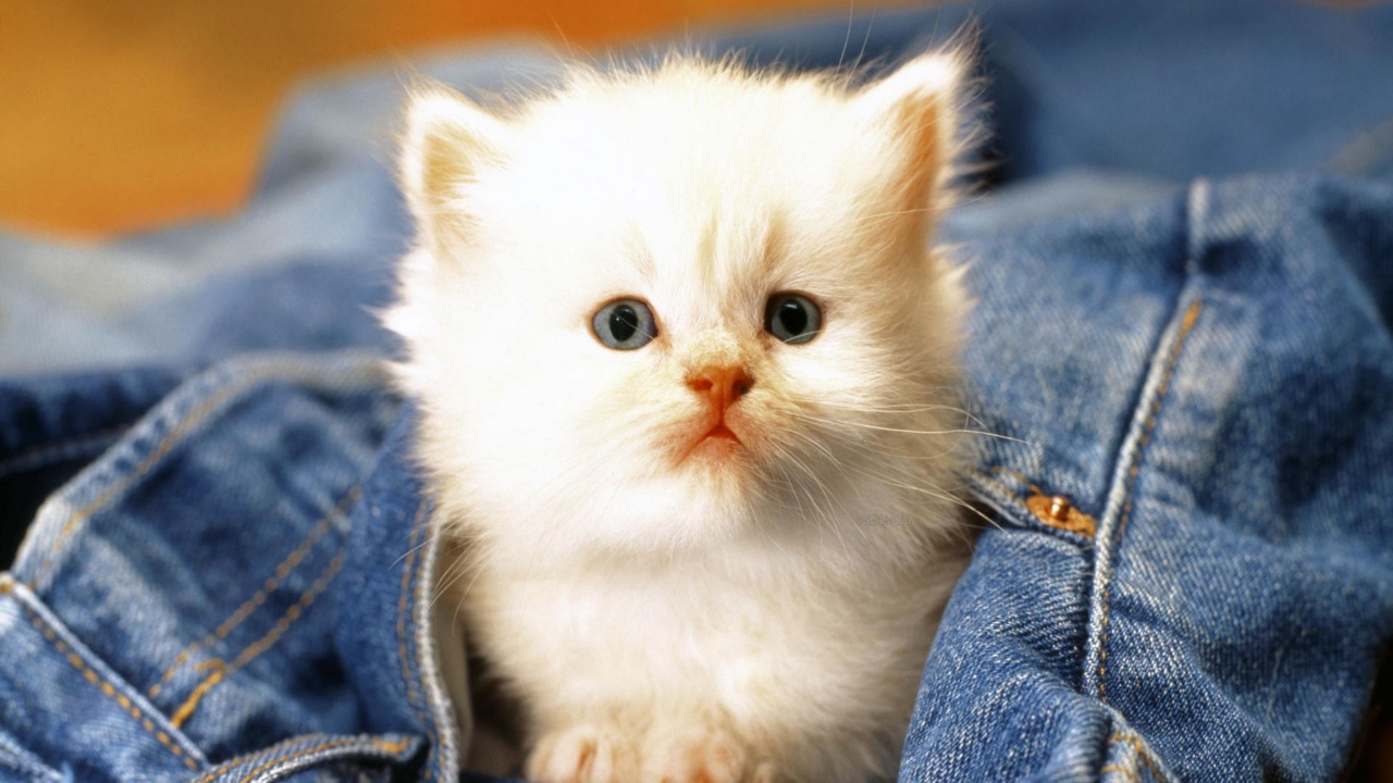 Cute Cat Baby