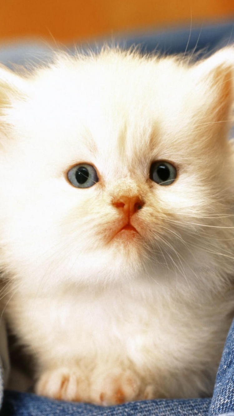 Cute Cat Baby