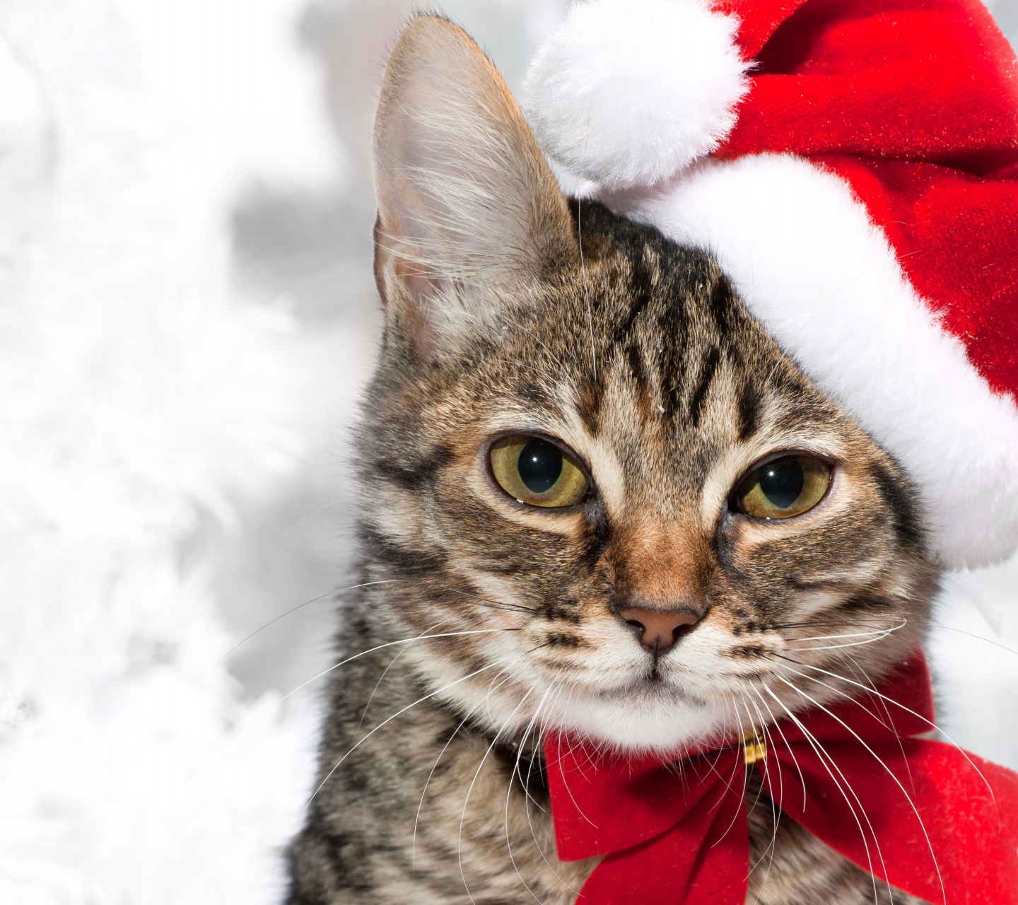 Cute Cat In Santa Hats