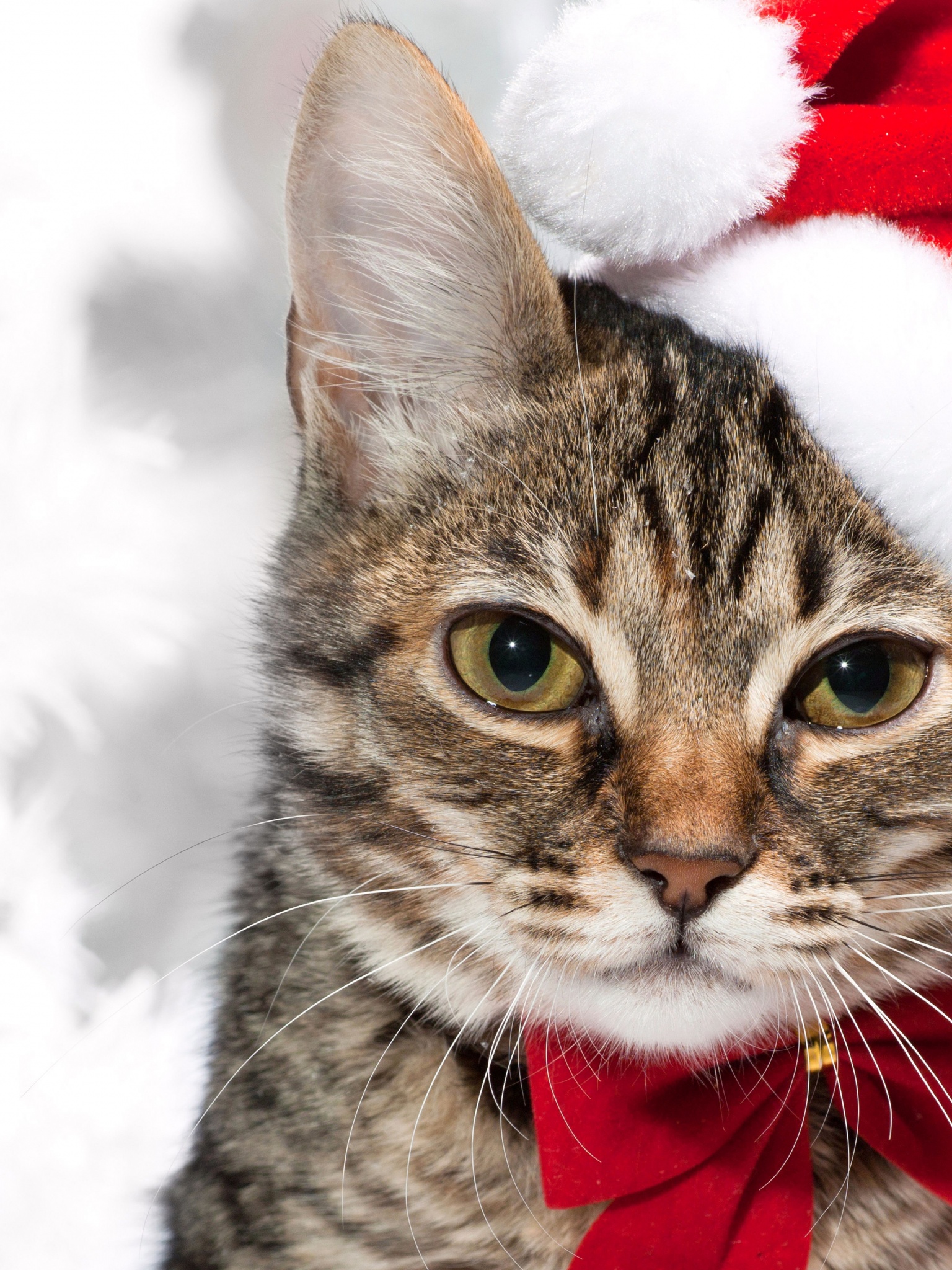 Cute Cat In Santa Hats