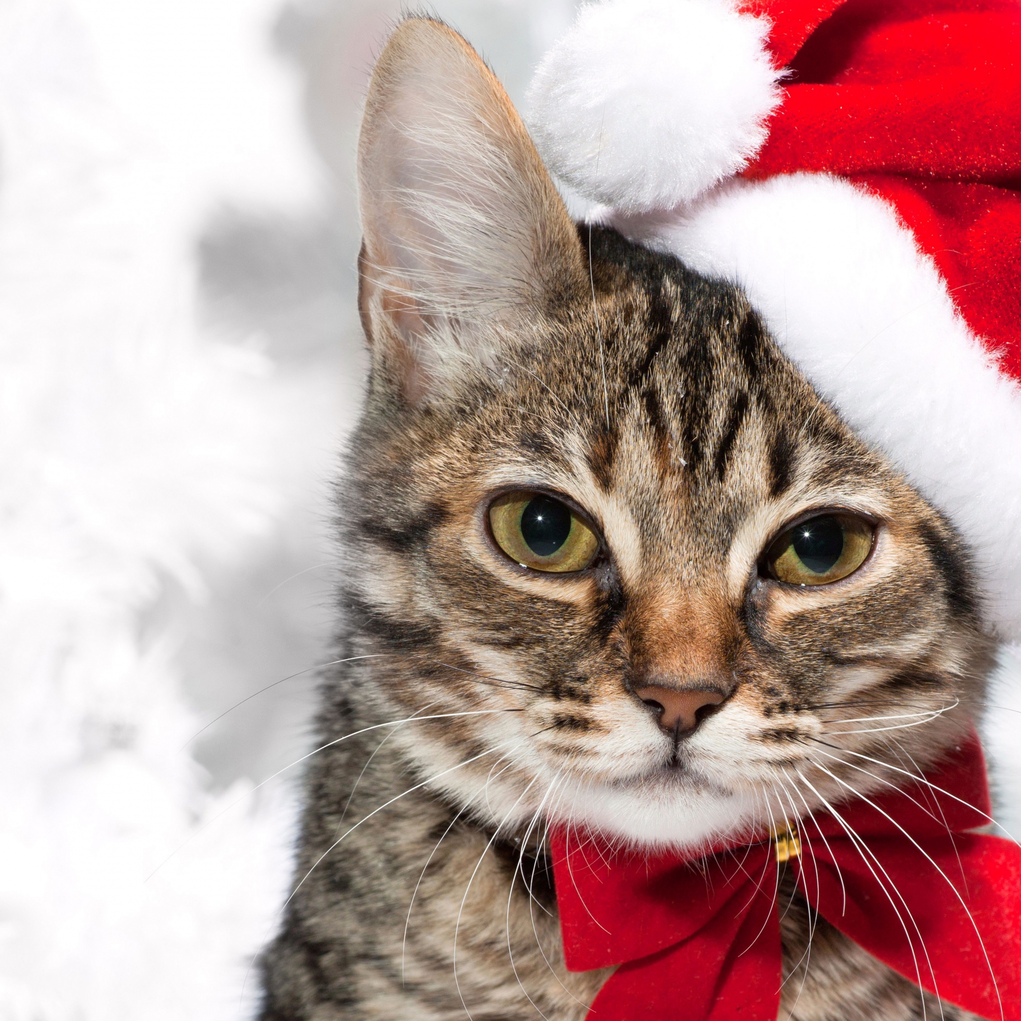 Cute Cat In Santa Hats