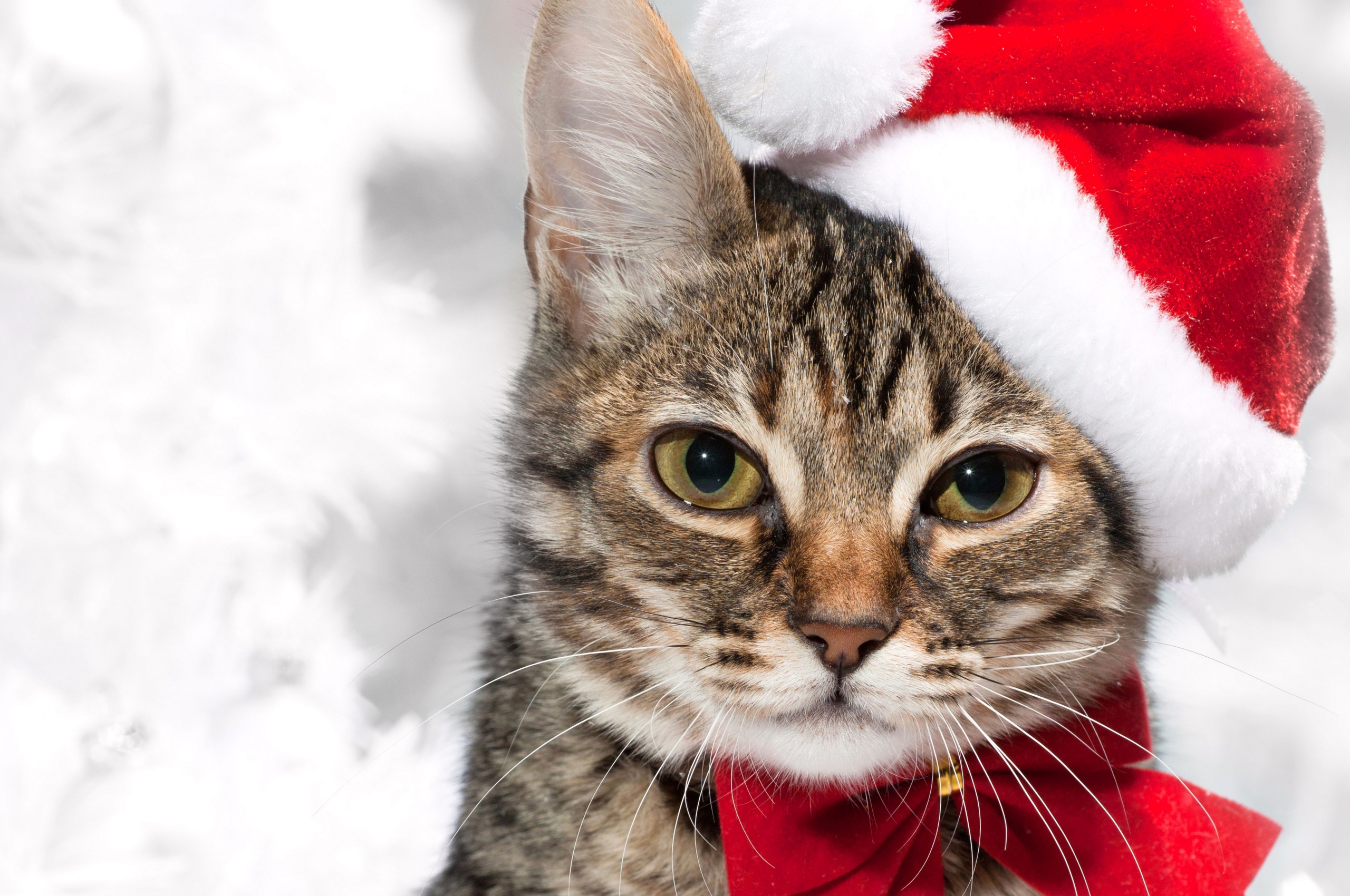 Cute Cat In Santa Hats