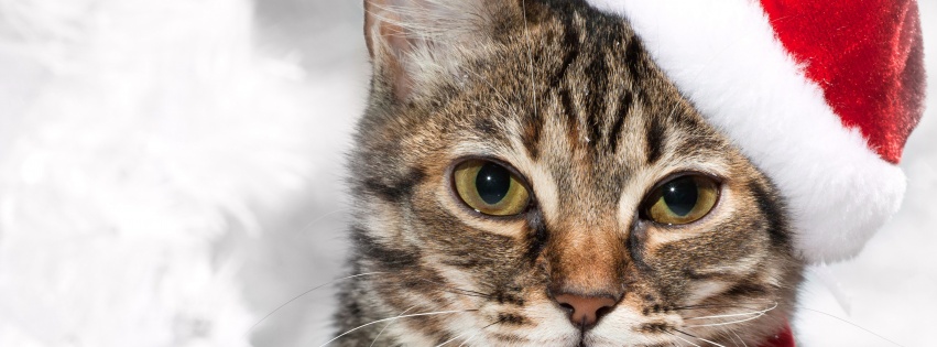 Cute Cat In Santa Hats