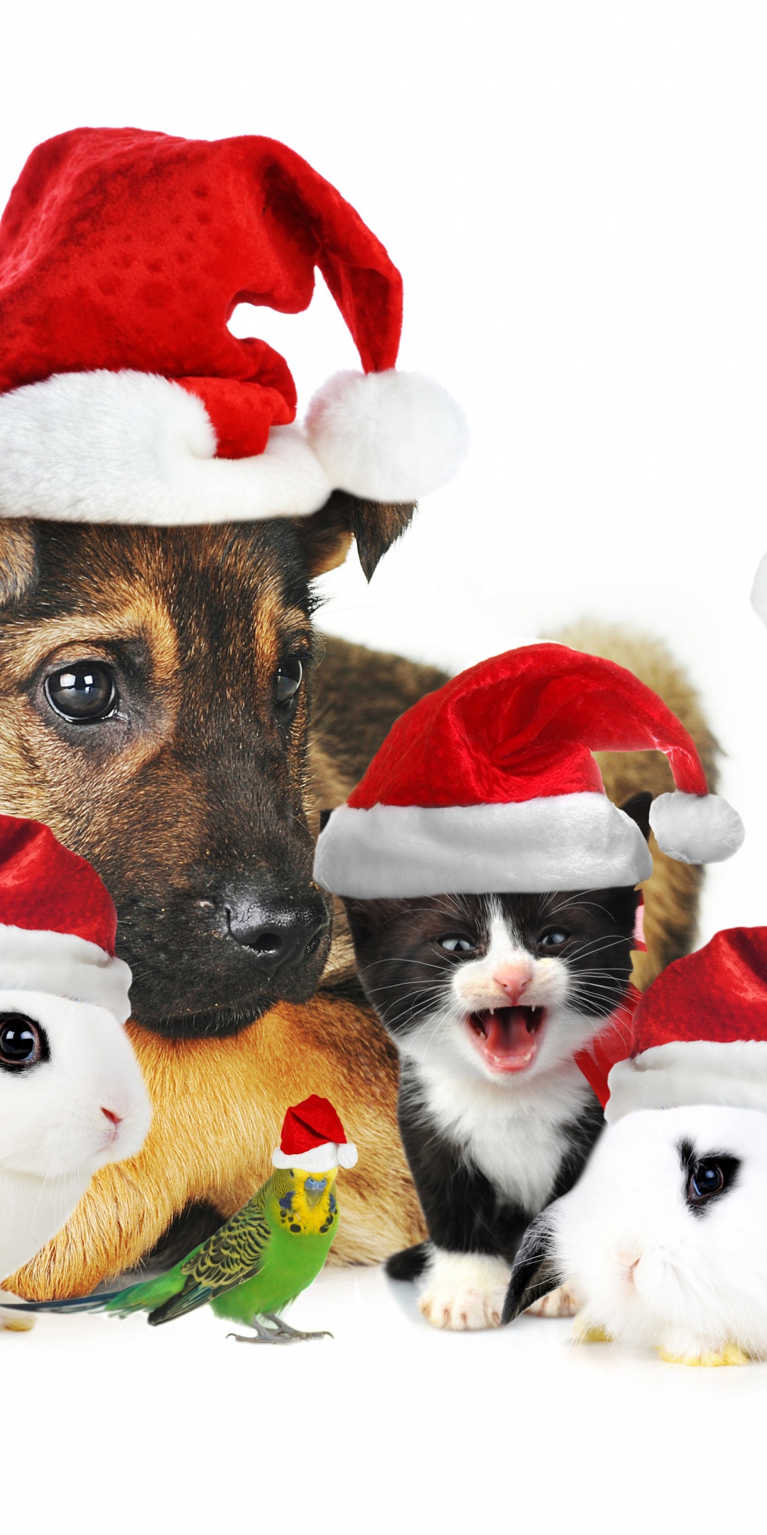 Cute Christmas Animals