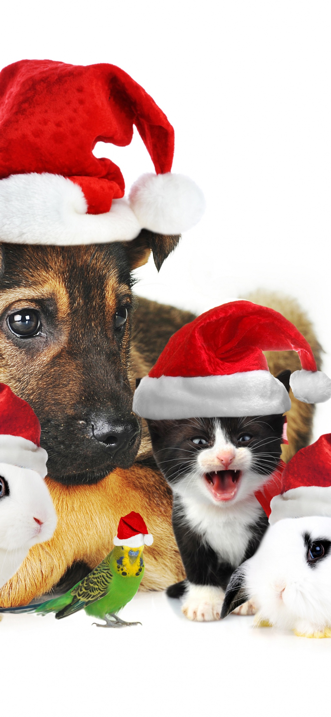 Cute Christmas Animals