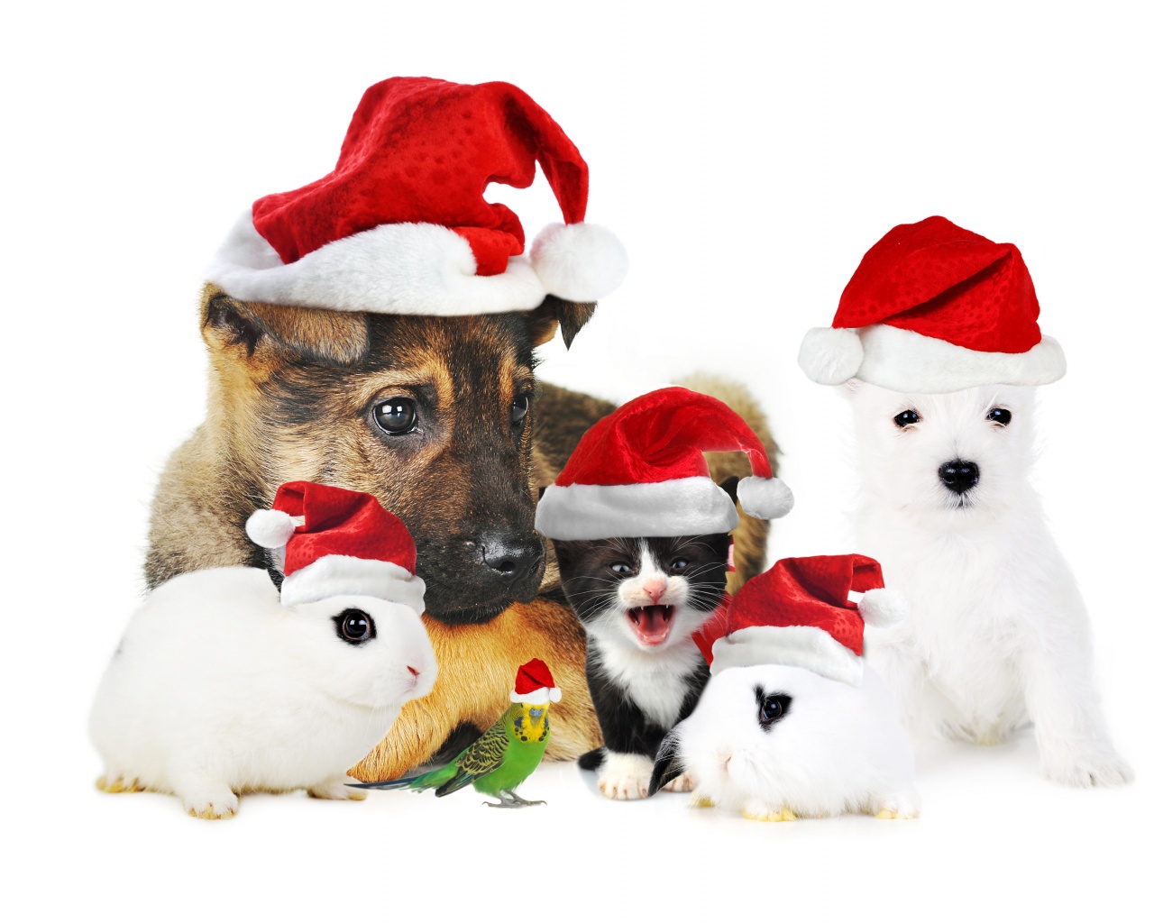 Cute Christmas Animals