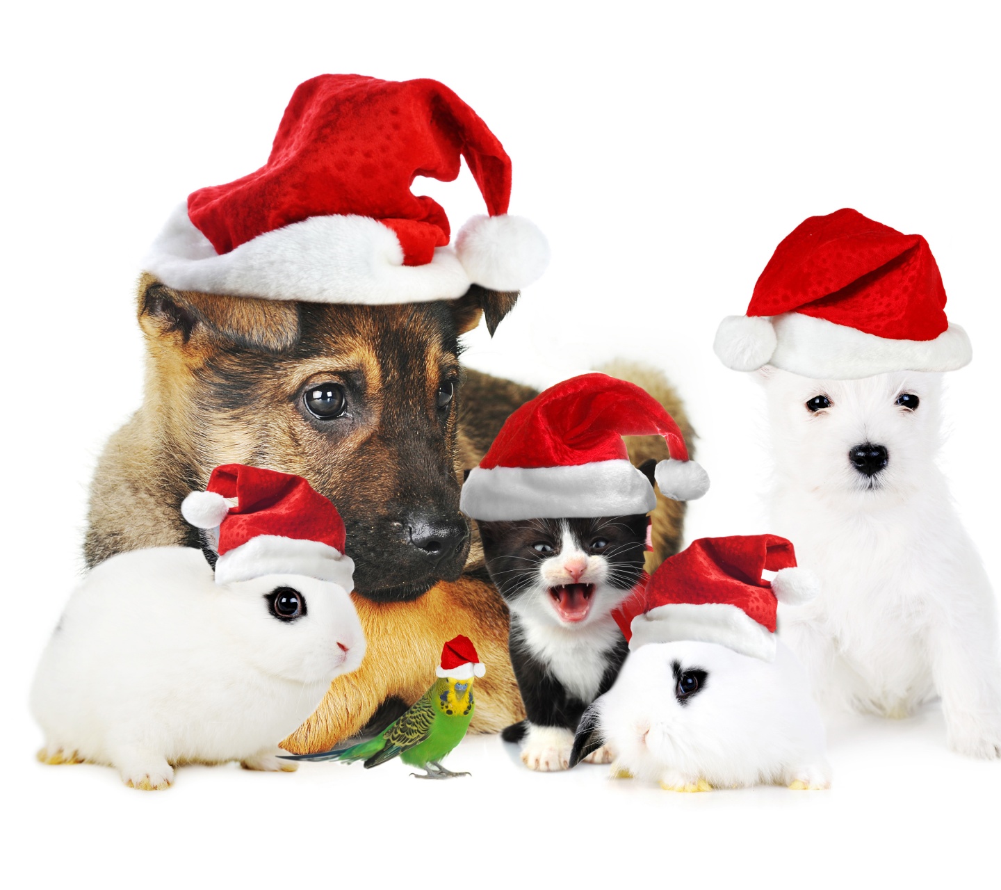 Cute Christmas Animals