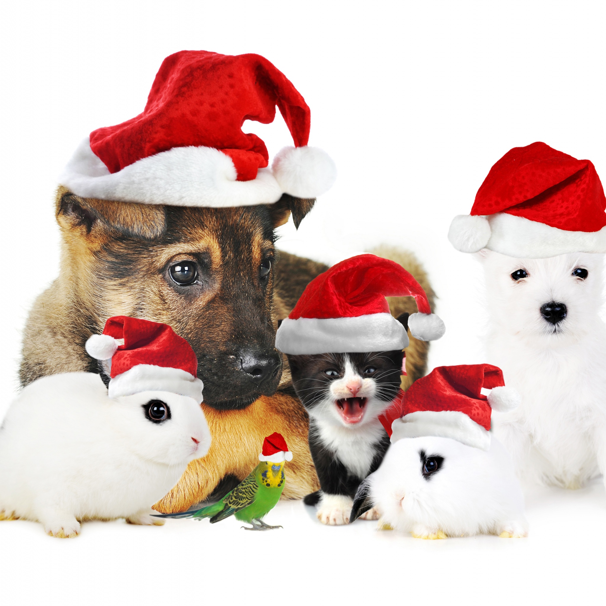 Cute Christmas Animals