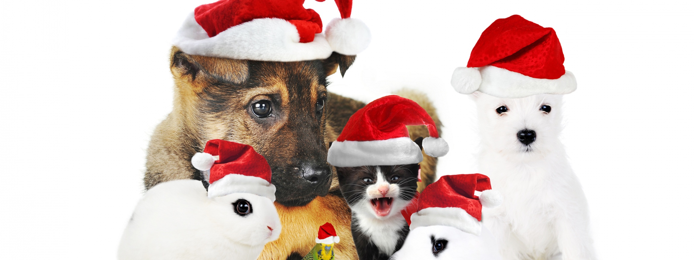 Cute Christmas Animals