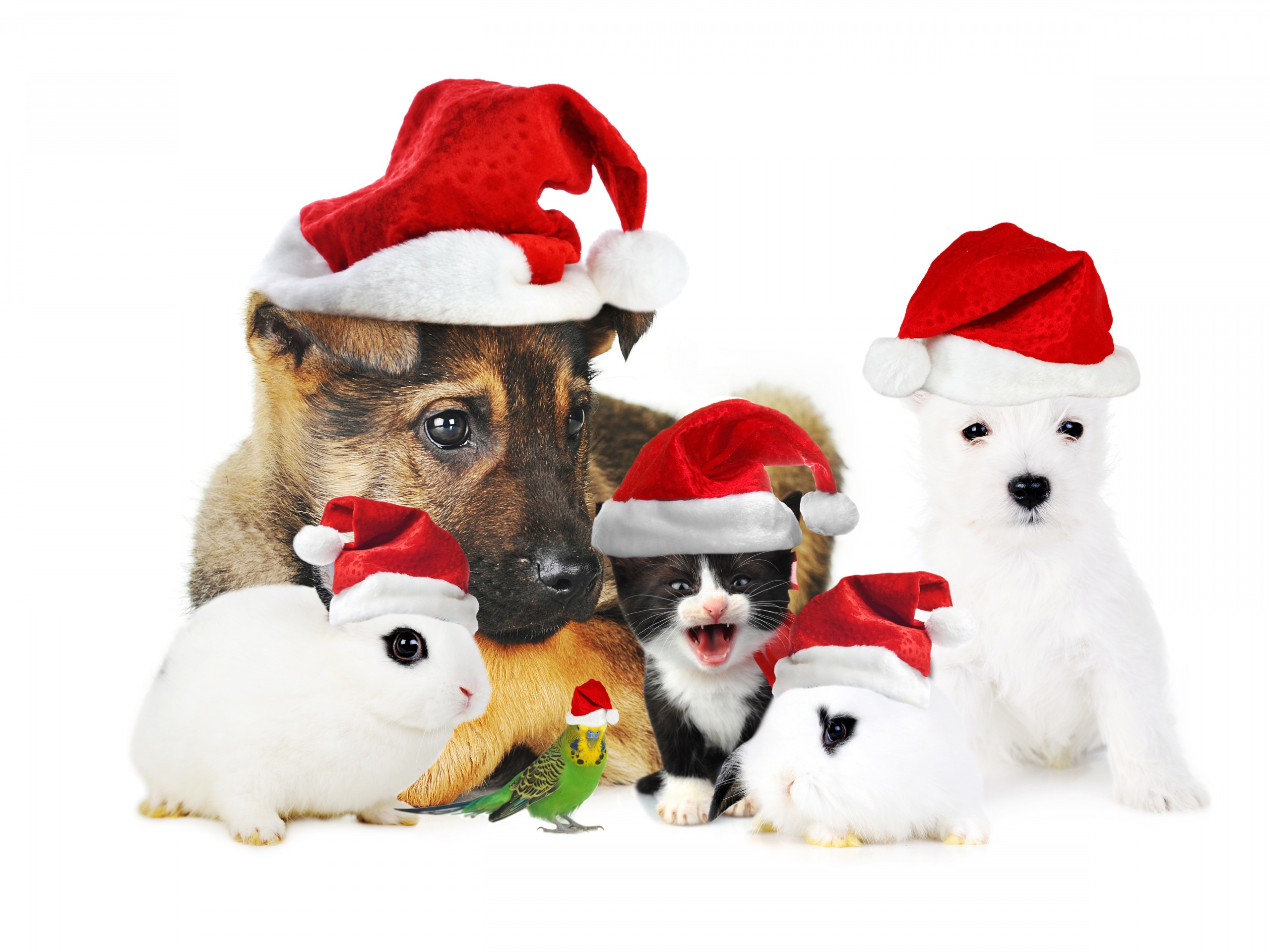 Cute Christmas Animals