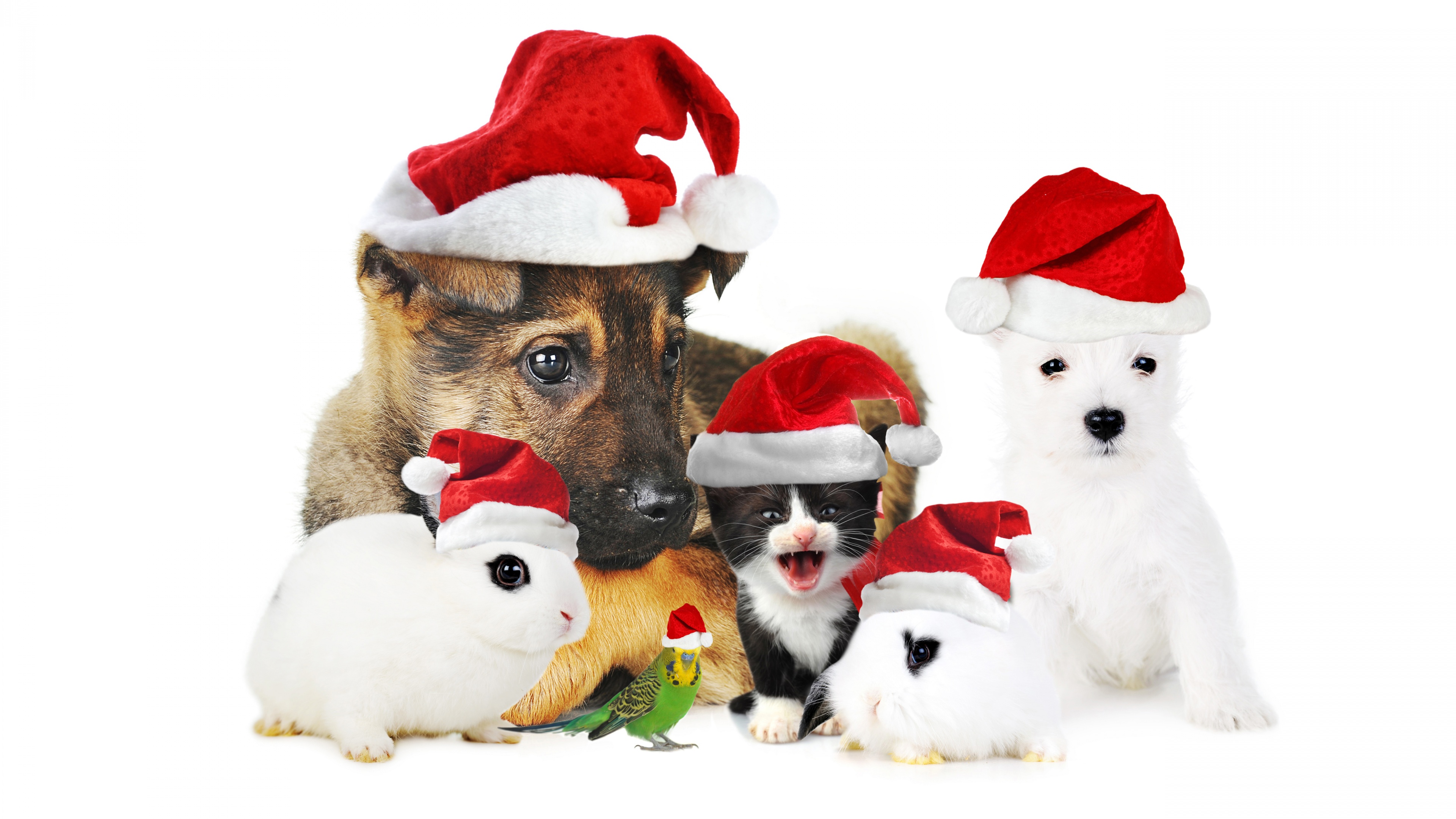 Cute Christmas Animals