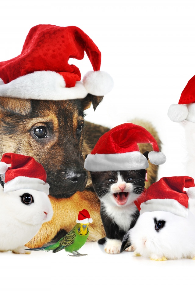 Cute Christmas Animals