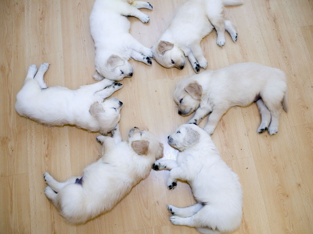 Cute Dog Puppies