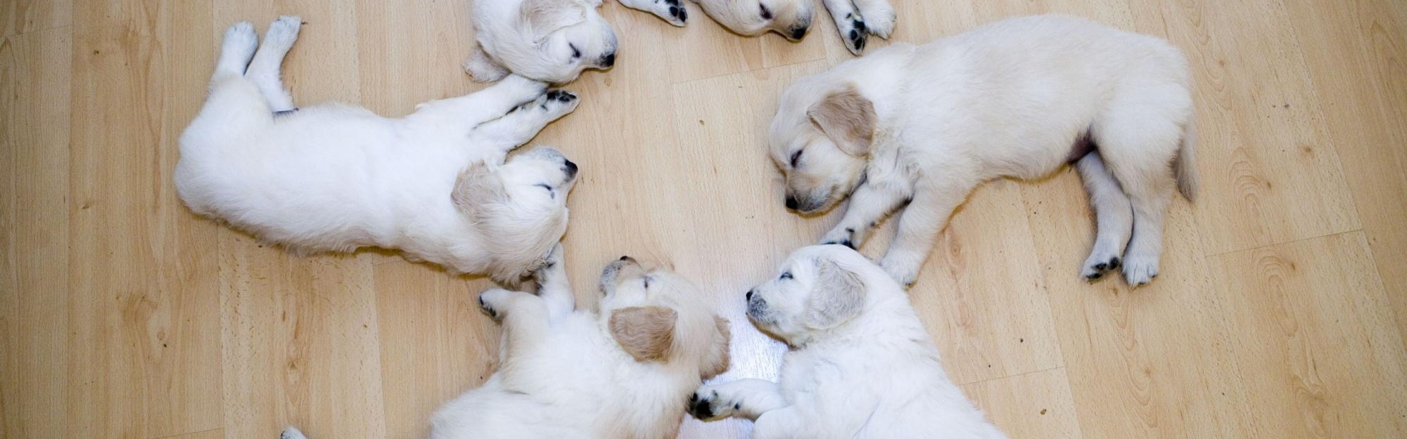 Cute Dog Puppies