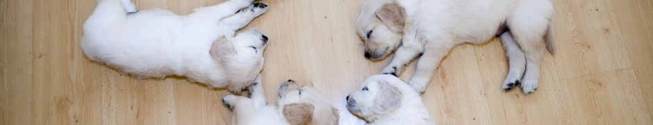 Cute Dog Puppies