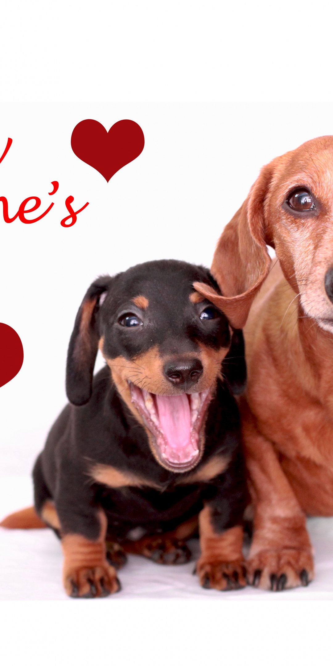 Cute Dogs - Happy Valentines Day