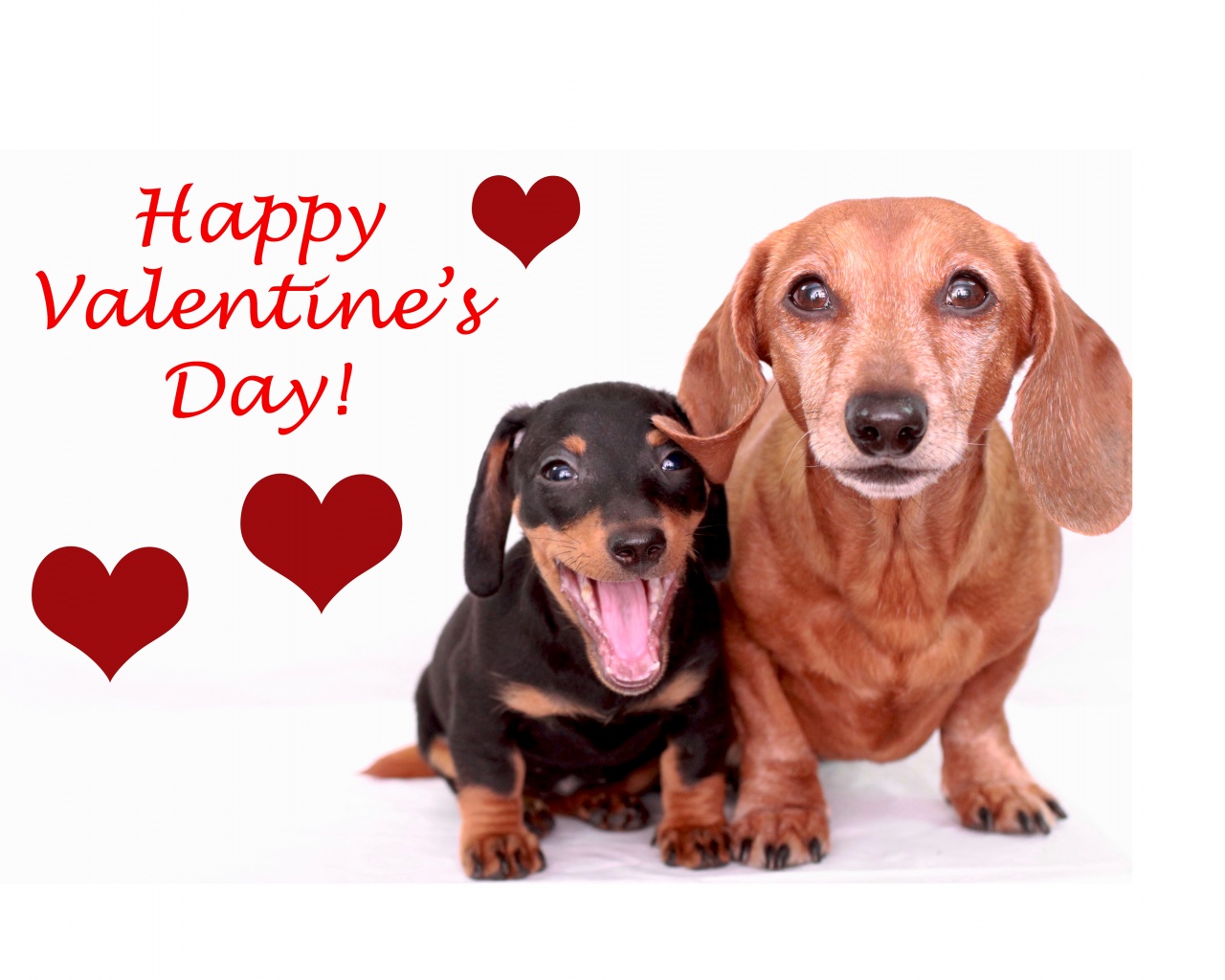 Cute Dogs - Happy Valentines Day