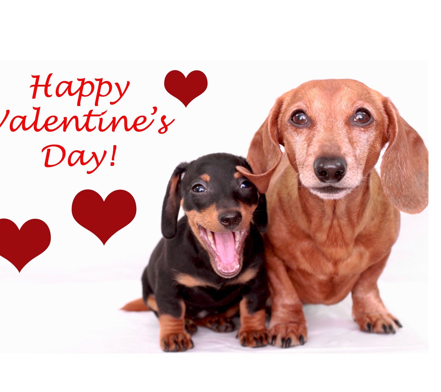 Cute Dogs - Happy Valentines Day