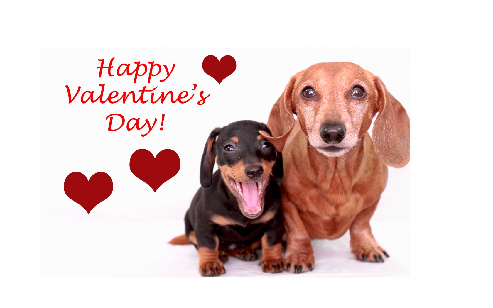 Cute Dogs - Happy Valentines Day