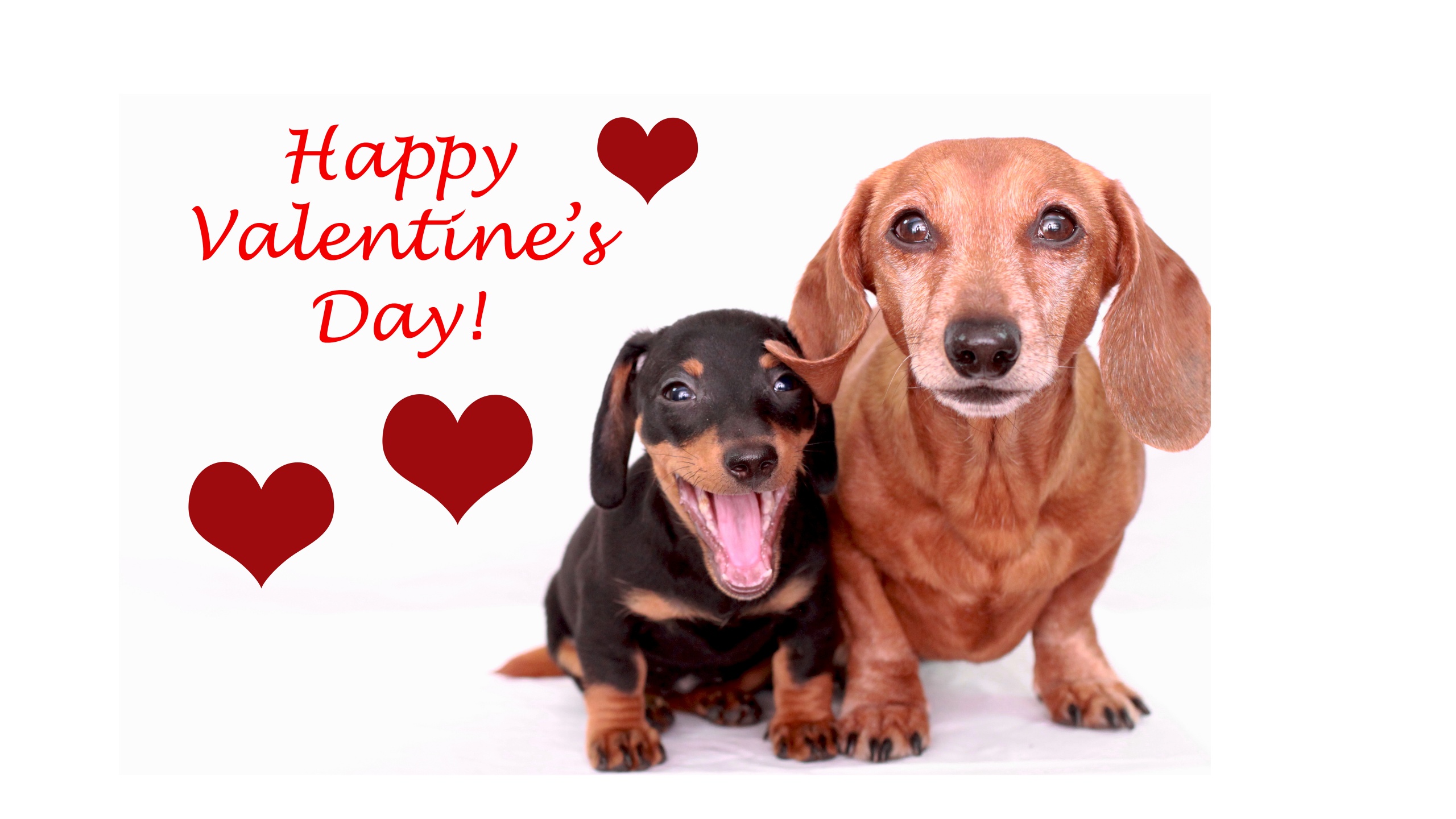 Cute Dogs - Happy Valentines Day