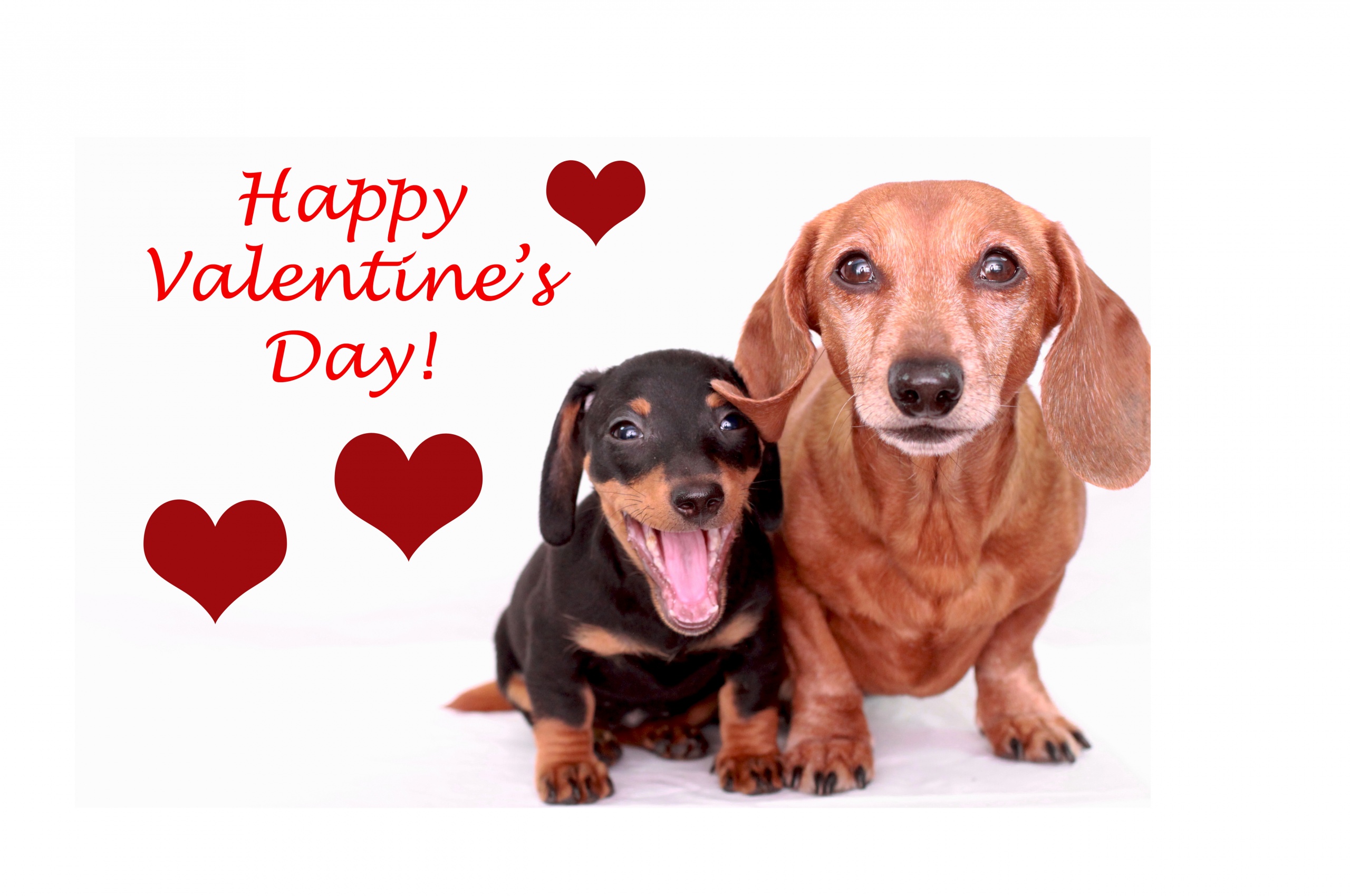 Cute Dogs - Happy Valentines Day