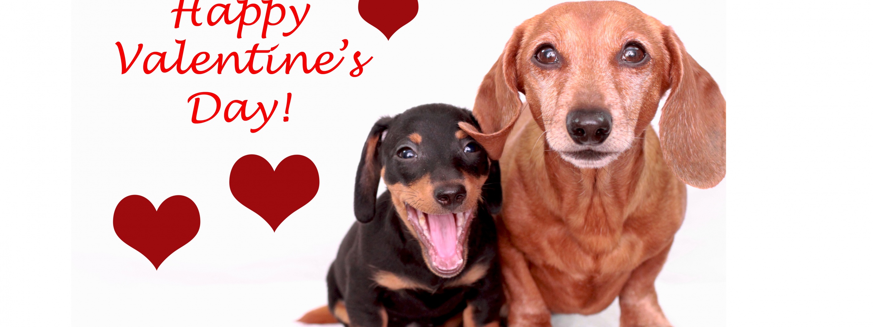 Cute Dogs - Happy Valentines Day