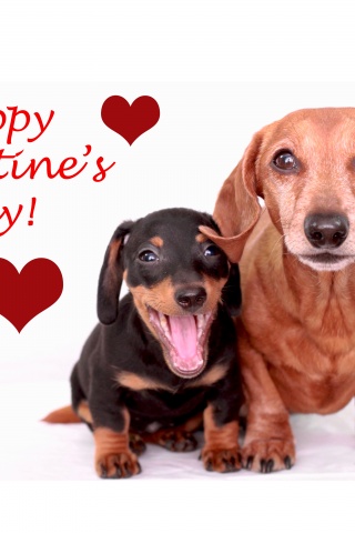 Cute Dogs - Happy Valentines Day