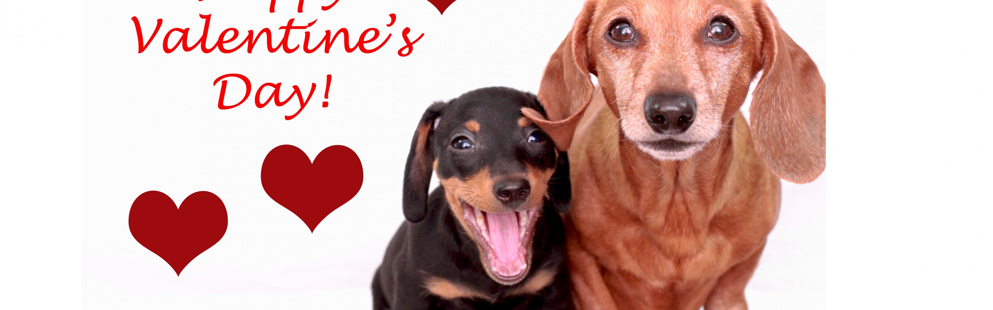 Cute Dogs - Happy Valentines Day