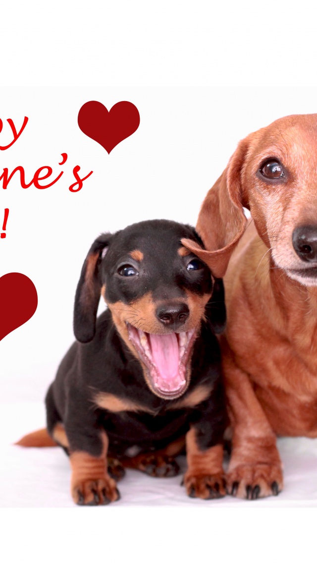 Cute Dogs - Happy Valentines Day