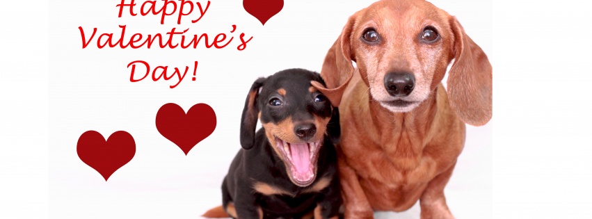 Cute Dogs - Happy Valentines Day