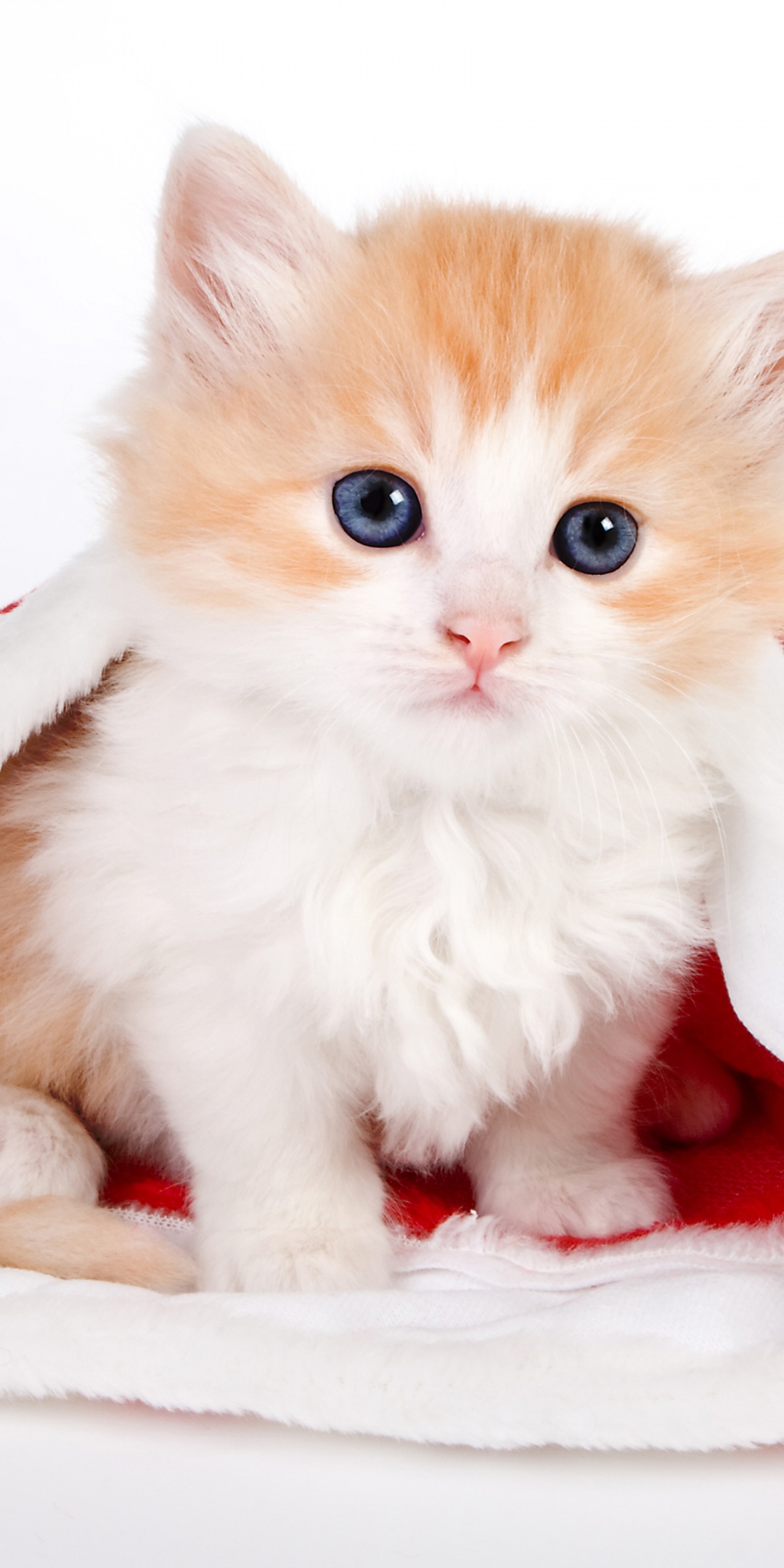 Cute Kitten In Santa Hat